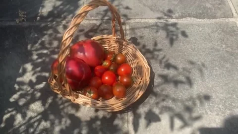 Harvested tomatoes Video stock 314075831