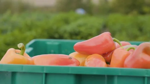 Harvested vegetables in crates Stock Footage 87839396