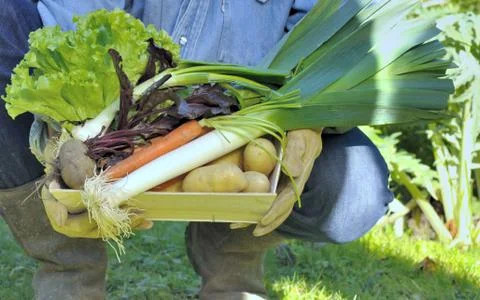 Harvested vegetables Stock Photos