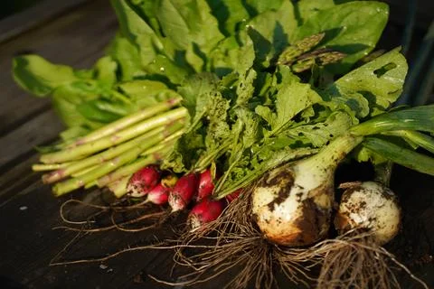 Harvested vegetables Stock Photos
