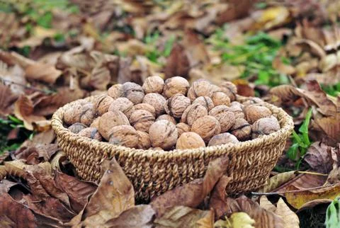 Harvested walnuts in a basket Stock Photos
