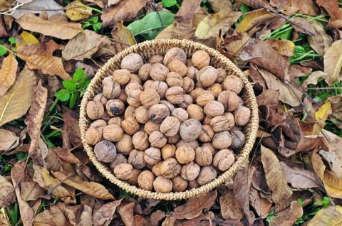 Harvested walnuts in a basket Stock Photos