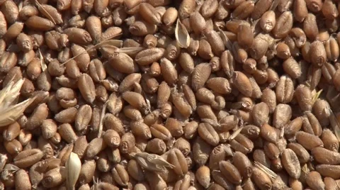 Harvested wheat closeup Stock Footage 54612977