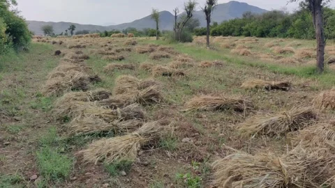 Harvested wheat crops Stock Footage 274650467
