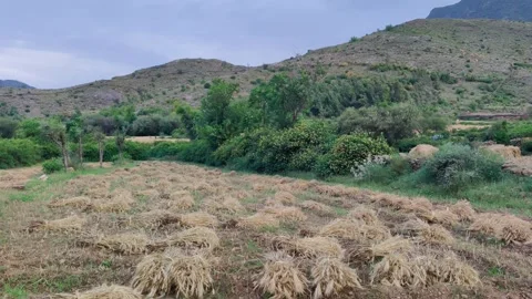 Harvested wheat crops Stock Footage 274650483