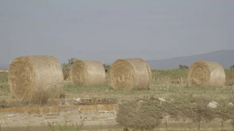 Harvested Of wheat field﻿ Stock Footage 71200584