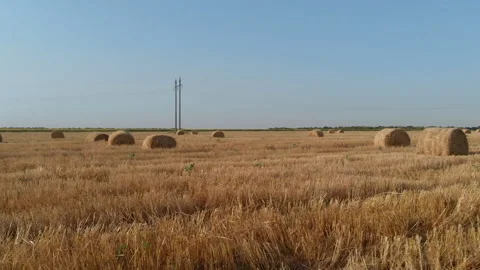Harvested wheat field Stockbeeldmateriaal 172247924