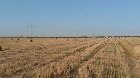 Harvested wheat field 스톡 동영상 172248098