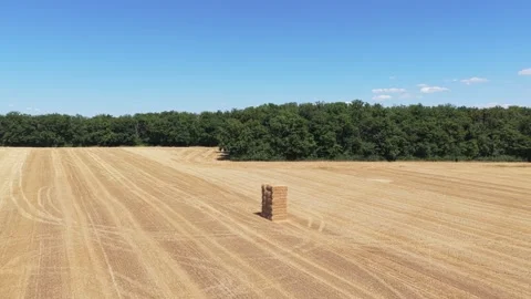 A harvested wheat field with a stack of rectangular hay bales in the center Stock Footage 346708881