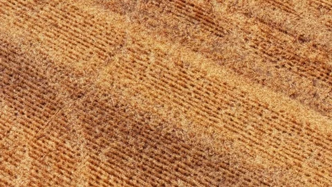 Harvested wheat field with tractor tracks. Aerial stubble texture across Stock Footage 340553496