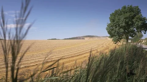 Harvested wheat field view. Video stock 79956676