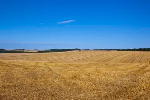 Harvested wheat fields Stock Photos