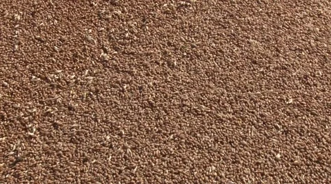 Harvested wheat Stock Footage 54612932