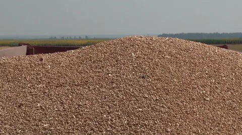 Harvested wheat in trailer Stock Footage 54612986