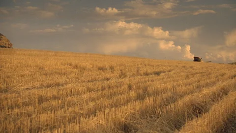 Harvested wheat in a wheatfield Stock Footage 310538610