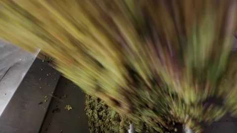 Harvested white grapes are spilling out from lorry into the crushing mechanism Stock Footage 242522897