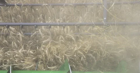 Harvester and grain, close-up, 4K slomo Stock Footage 256364501