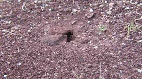Harvester ants 2 Stock Footage 21955560