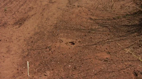 Harvester ants 2 Stock Footage 30591561