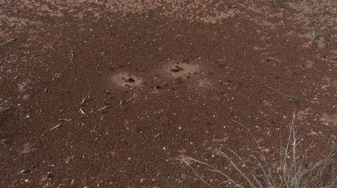 Harvester ants 6 Stock Footage 38934811