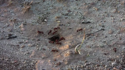 Harvester ants Stock Footage 30591546