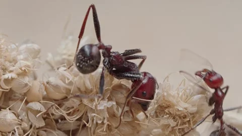 Harvester ants Stock Footage 287946793