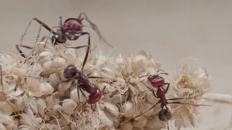 Harvester ants Video stock 287946794
