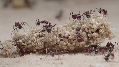 Harvester ants Video stock 287946851