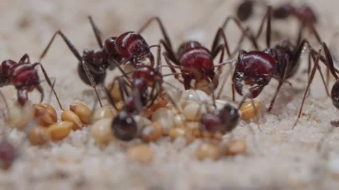 Harvester ants Video stock 287946852