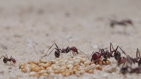 Harvester ants Video stock 287946868