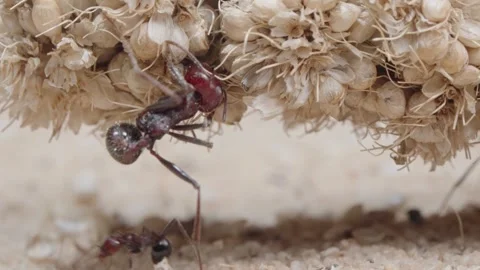 Harvester ants Video stock 287946900