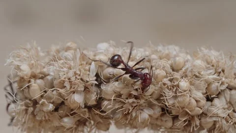Harvester ants Video stock 287946907