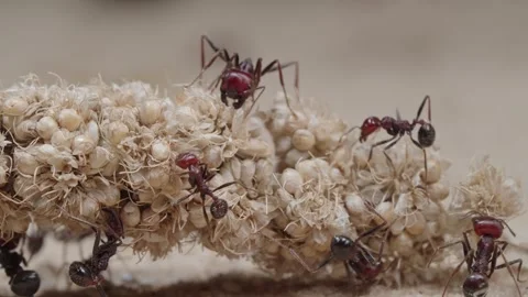 Harvester ants Video stock 287946952