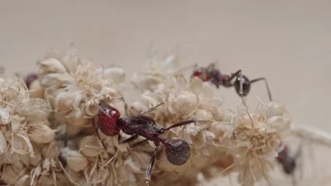 Harvester ants Video stock 287947102