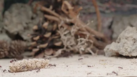 Harvester ants Video stock 287947202