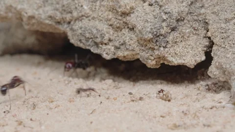 Harvester ants Video stock 287947203