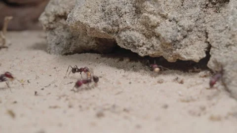 Harvester ants Video stock 287947207
