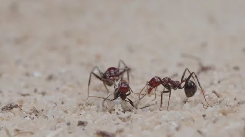 Harvester ants Video stock 287947572