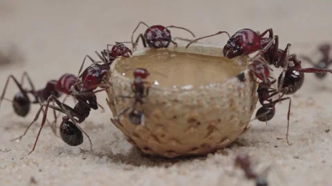 Harvester ants Video stock 287947579