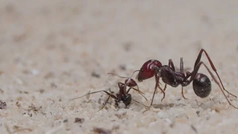 Harvester ants Video stock 287947580