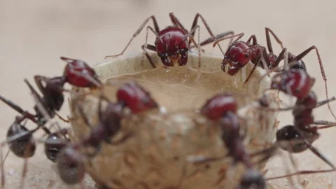 Harvester ants Stock Footage 287947651