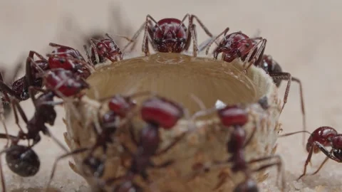 Harvester ants Video stock 287947652