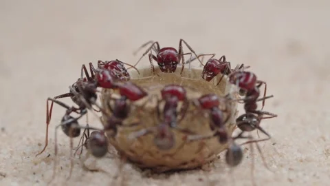 Harvester ants Stock Footage 287947656