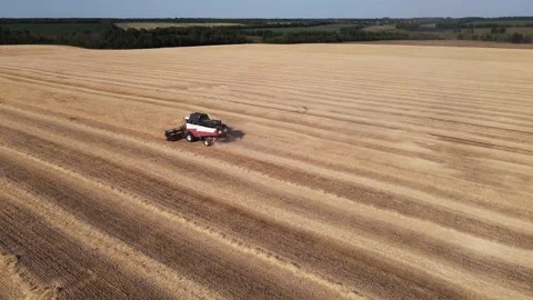Harvester collects wheat from the fields. 4k drone footage Stock Footage 165544660