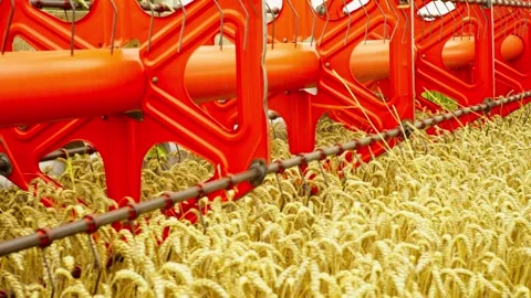 The harvester collects wheat in the fields, making the work of farmers. Stock Footage 251527931