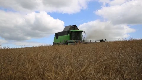 Harvester combine agricultural machine working and collecting rape. Video stock 246529096