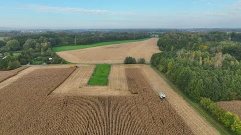 Harvester corn maize combine Zea mays drone aerial view during harvesting Stock Footage 268047762