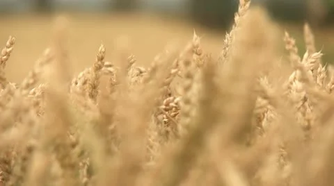Harvester On Cornfield Stock Footage 11355929