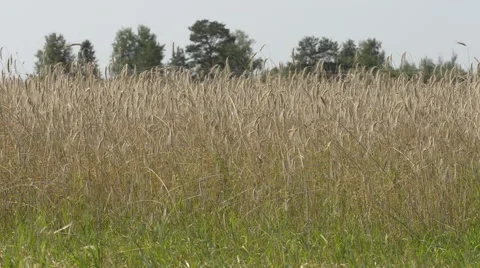Harvester on cornfield Stock Footage 62270723