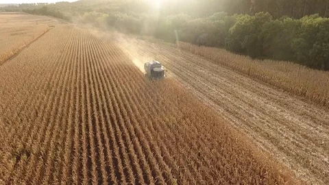 Harvester in cornfield at sunset Stock Footage